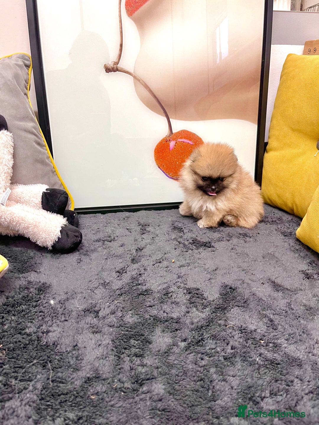 Pomeranian dogs for sale: 🔥🔝 Quality 🏆Championship 🧸Teddy Bears - Advert 23
