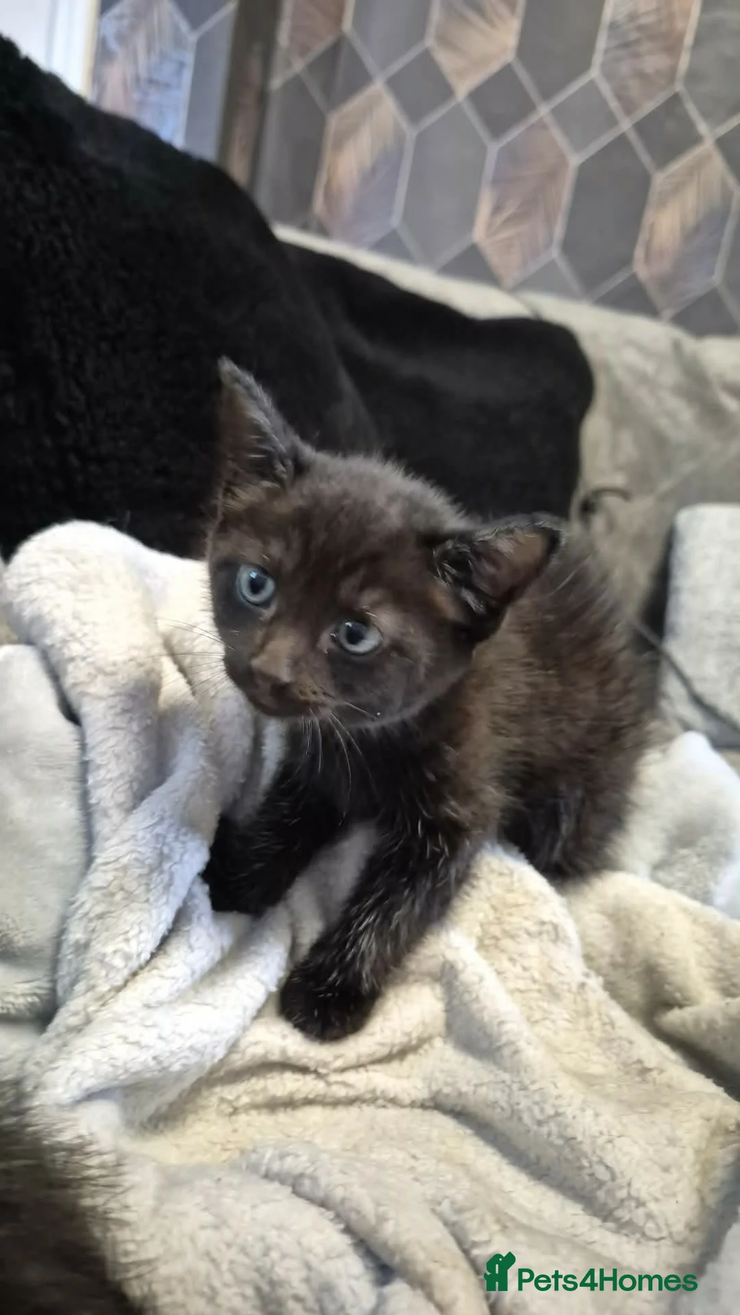 Mixed Breed cats for sale: Female cats for sale - Advert 2