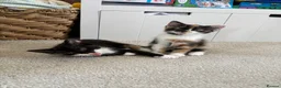 Mixed Breed cats for sale: Fluffy tricolour calico kittens in Derby - Advert 8