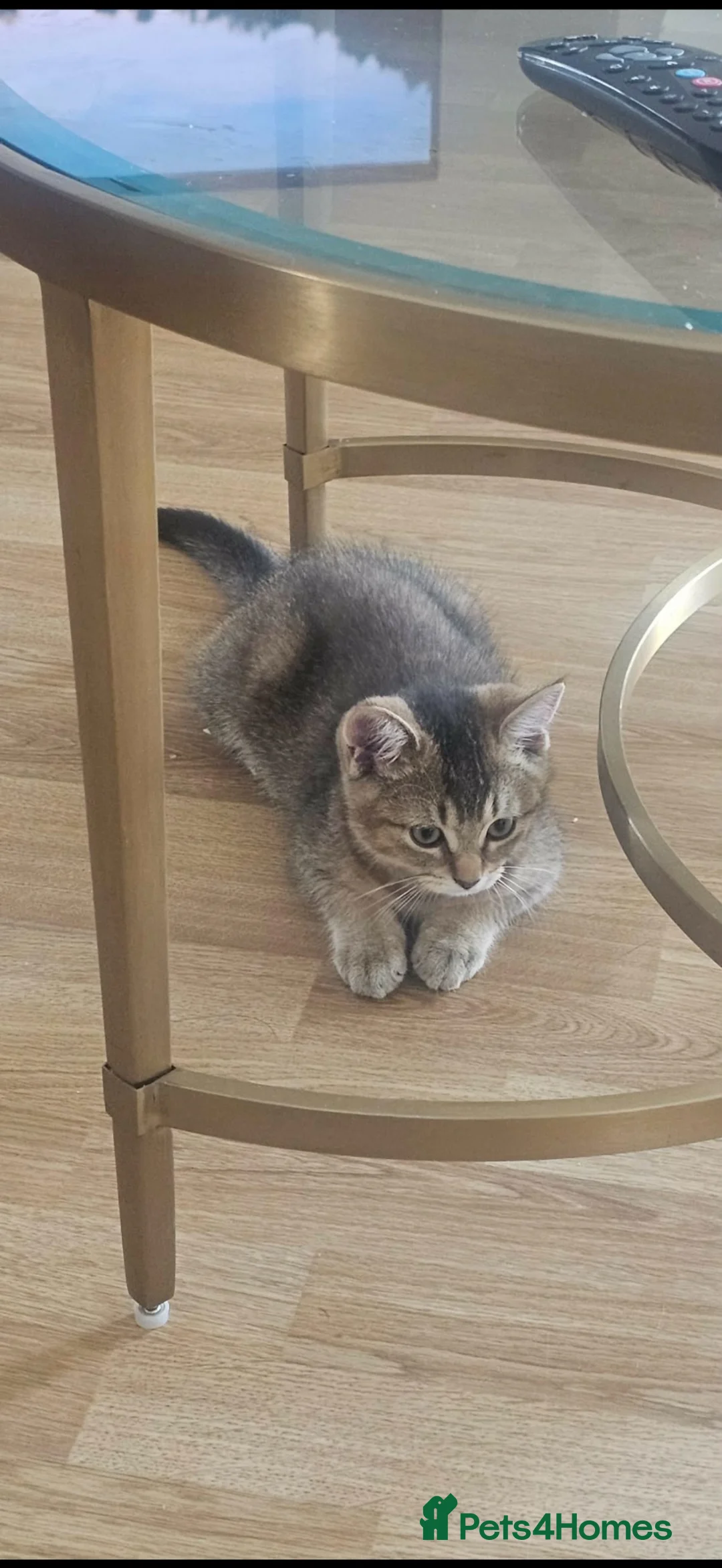 Mixed Breed cats for sale: Bengal kitten  - Advert 2