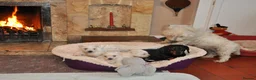 West Highland Terrier dogs for sale: West Highland terrier Puppies - Advert 12