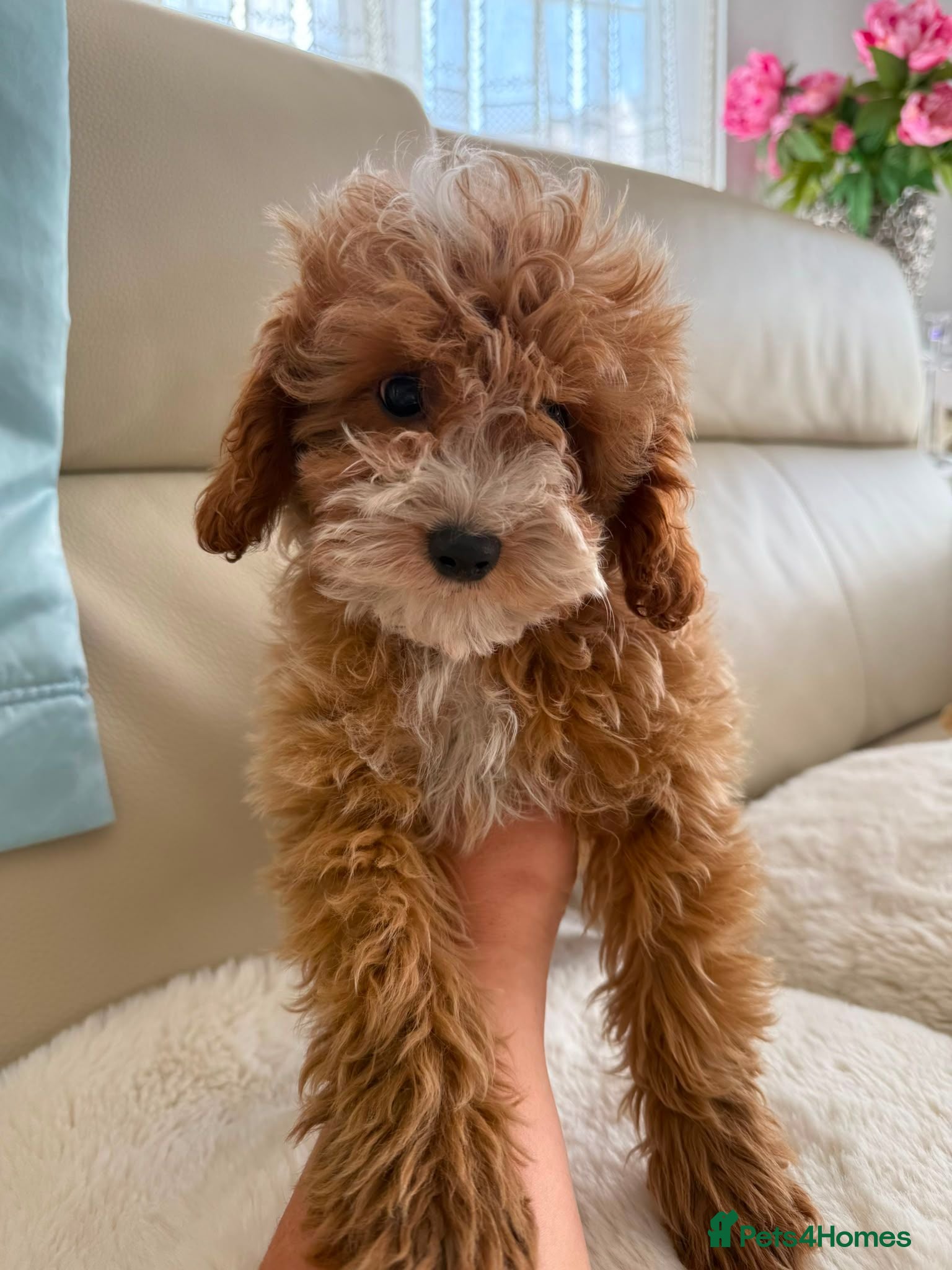 Cavapoo dogs Cavapoobabiesuk litter has arrived  - Advert 1