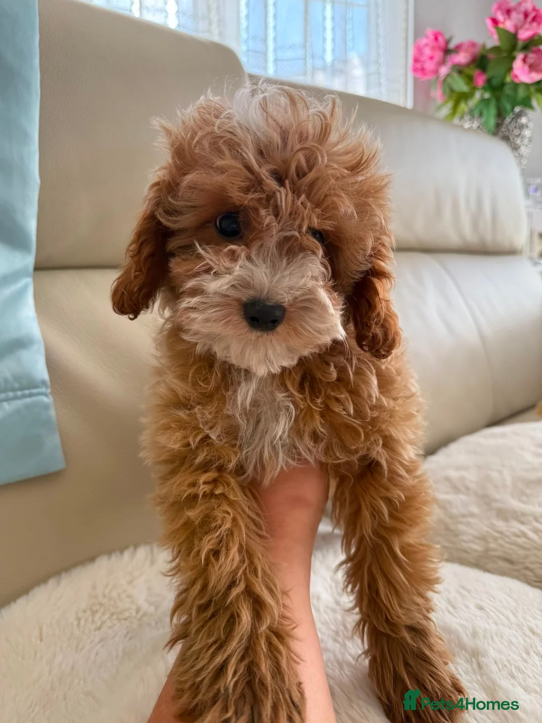 Cavapoo dogs for sale: Cavapoobabiesuk litter has arrived  - Advert 1