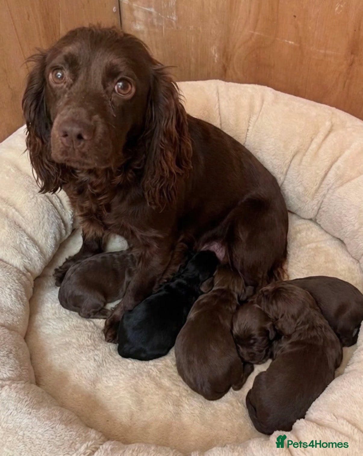 Cocker Spaniel dogs Cocker spaniel puppies  - Advert 1