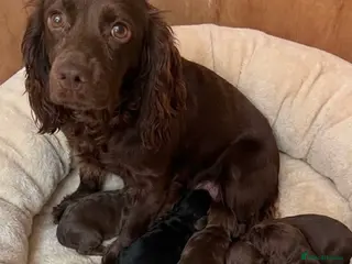 Cocker Spaniel dogs Cocker spaniel puppies - Advert 1