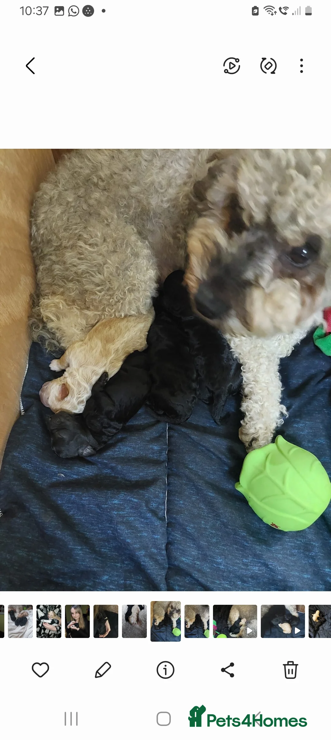 Poochon dogs for sale: 💜Gorgeous ,tiny , curly haired girl💜 - Advert 3