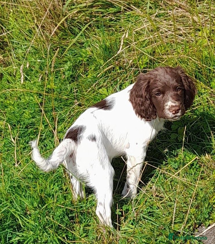 English Springer Spaniel dogs Gorgeous English Springer Spaniels Puppies - Advert 1