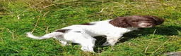 English Springer Spaniel dogs for sale: Gorgeous English Springer Spaniels Puppies - Advert 1