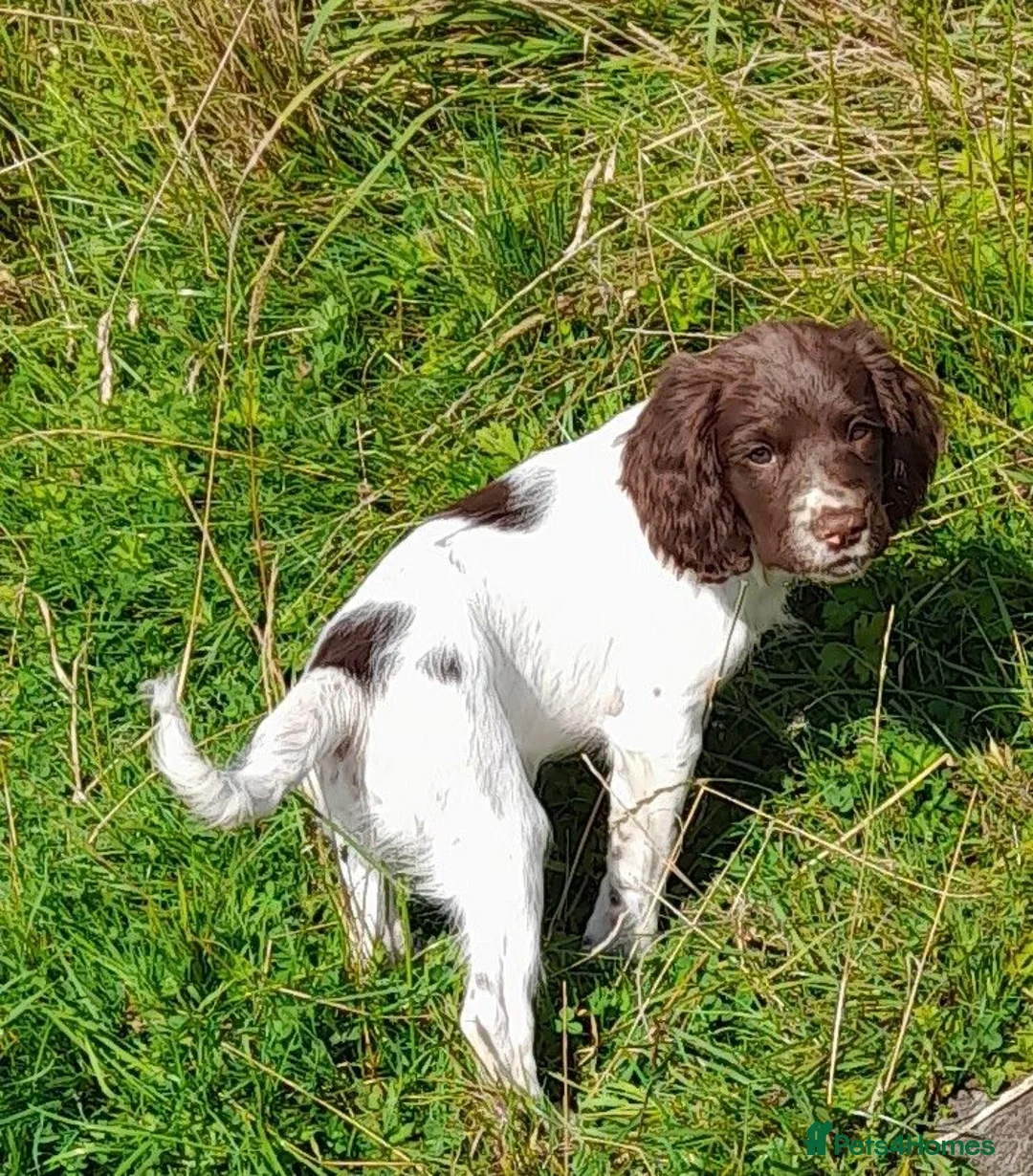 English Springer Spaniel dogs for sale: Gorgeous English Springer Spaniels Puppies - Advert 1