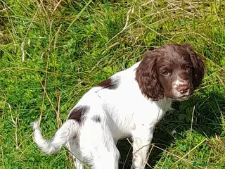 English Springer Spaniel dogs Gorgeous English Springer Spaniels Puppies - Advert 5