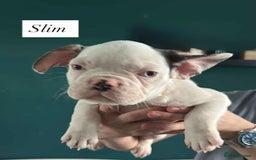 French Bulldog dogs for sale: French bulldogs LAST ONE !  - Image 21