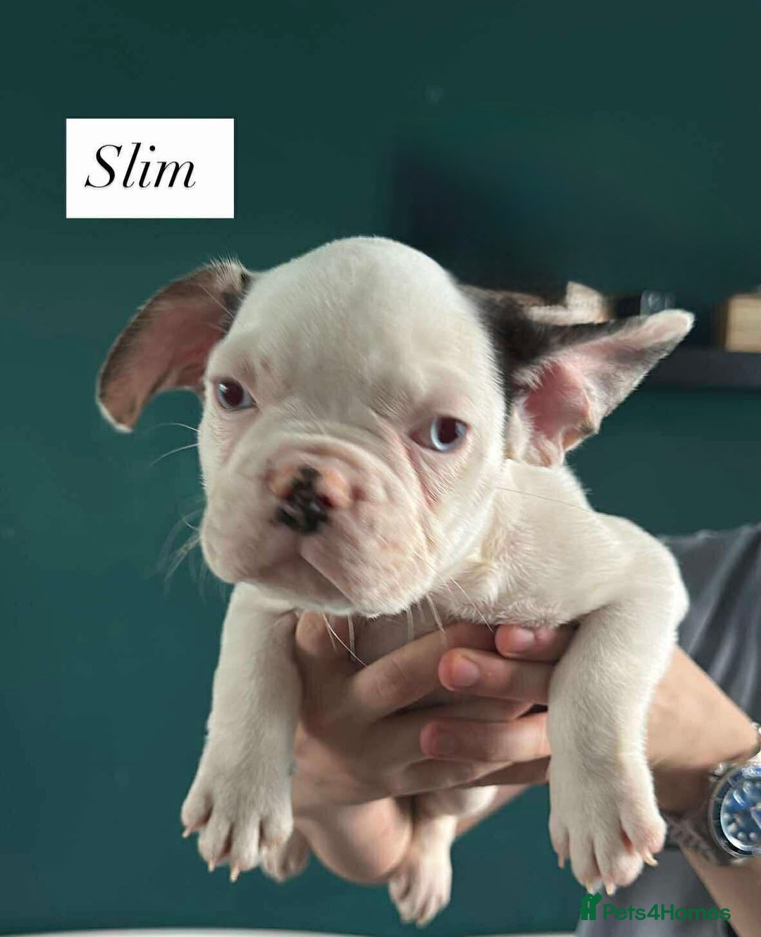 French Bulldog dogs for sale: French bulldogs LAST ONE !  - Image 21