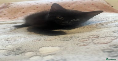 Mixed Breed cats in Waltham Cross - Advert 3