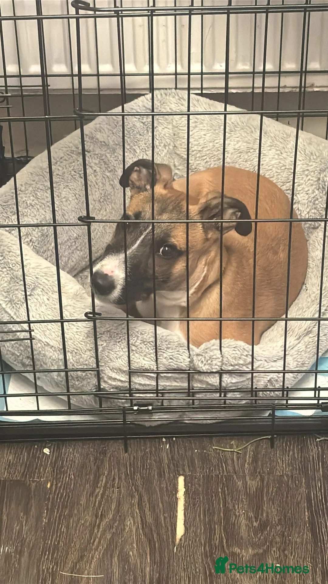 Mixed Breed dogs for sale: Lurcher Puppy 8 month old  - Advert 2