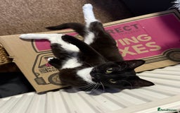 Domestic Shorthair cats for sale: Pretty little tuxedo and cutest little tabby - Image 10