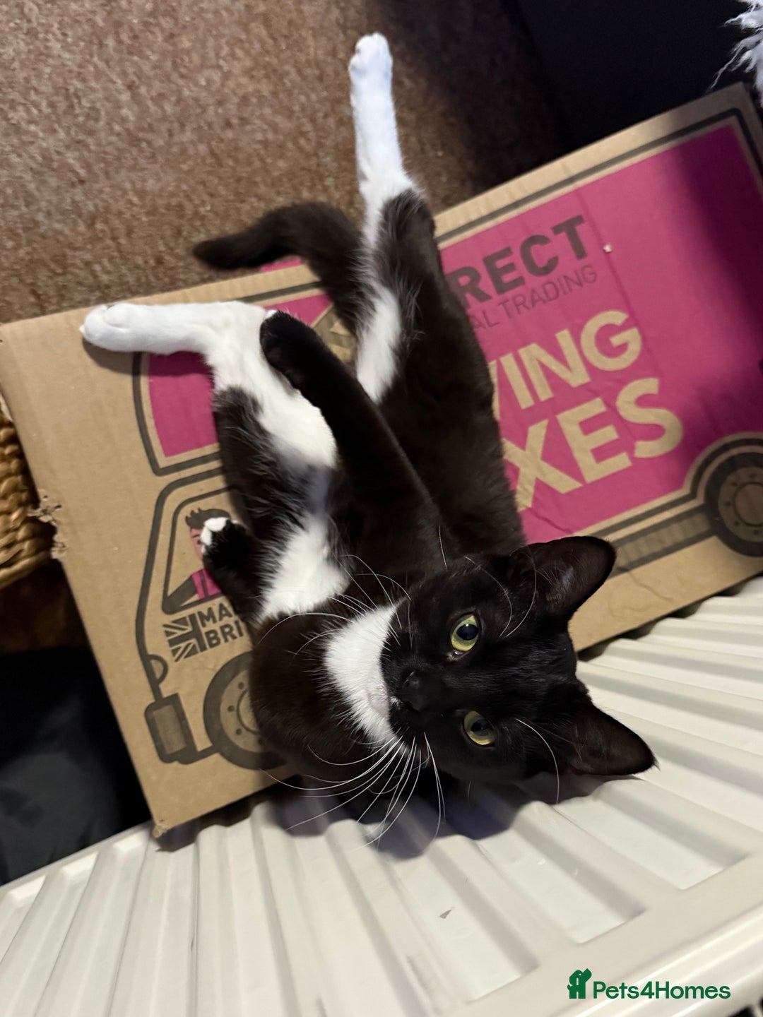 Domestic Shorthair cats for sale: Pretty little tuxedo and cutest little tabby - Image 10