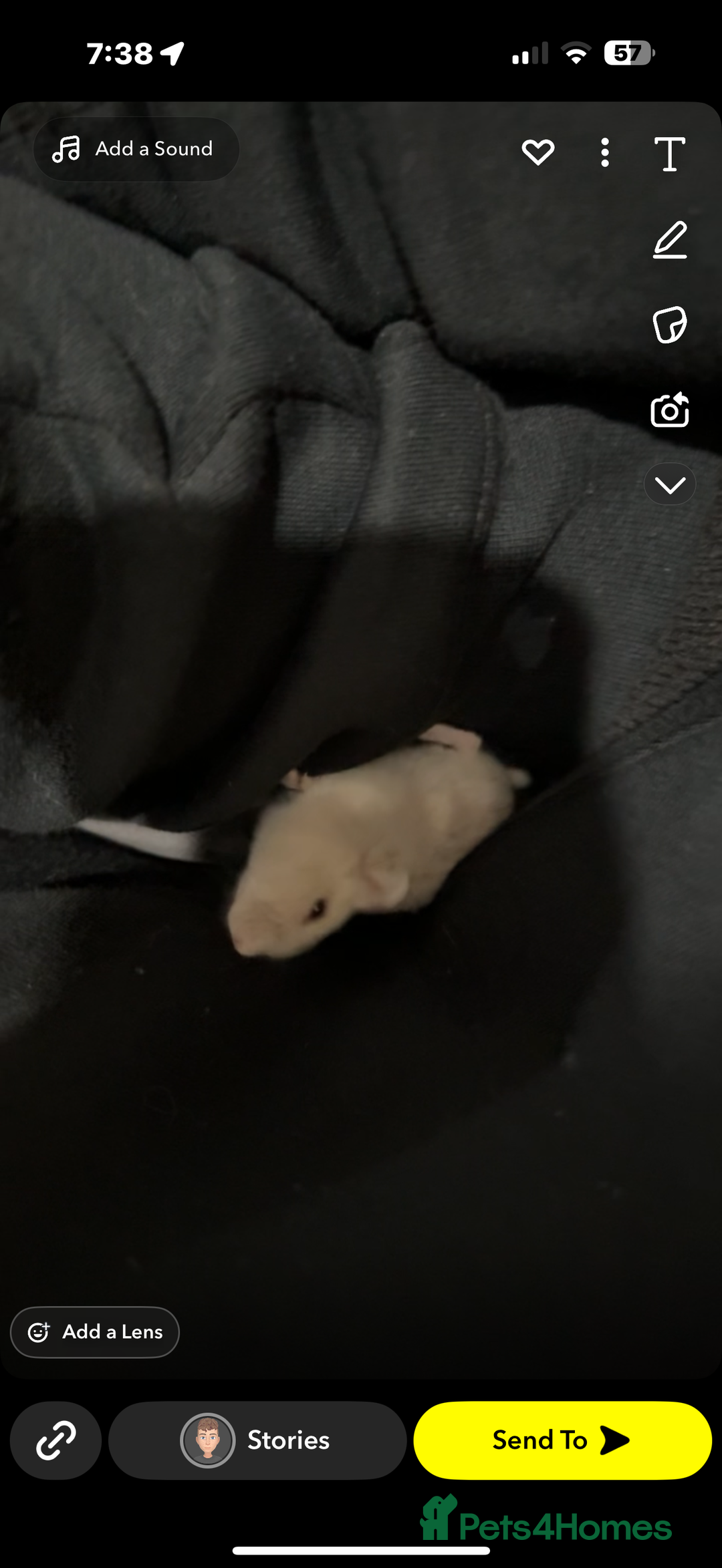 Hamster rodents for sale: Dwarf hamster - Image 2