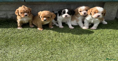 Cavalier King Charles Spaniel dogs - Advert 1