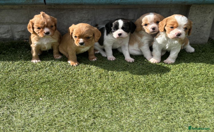Cavalier King Charles Spaniel dogs - Advert 1