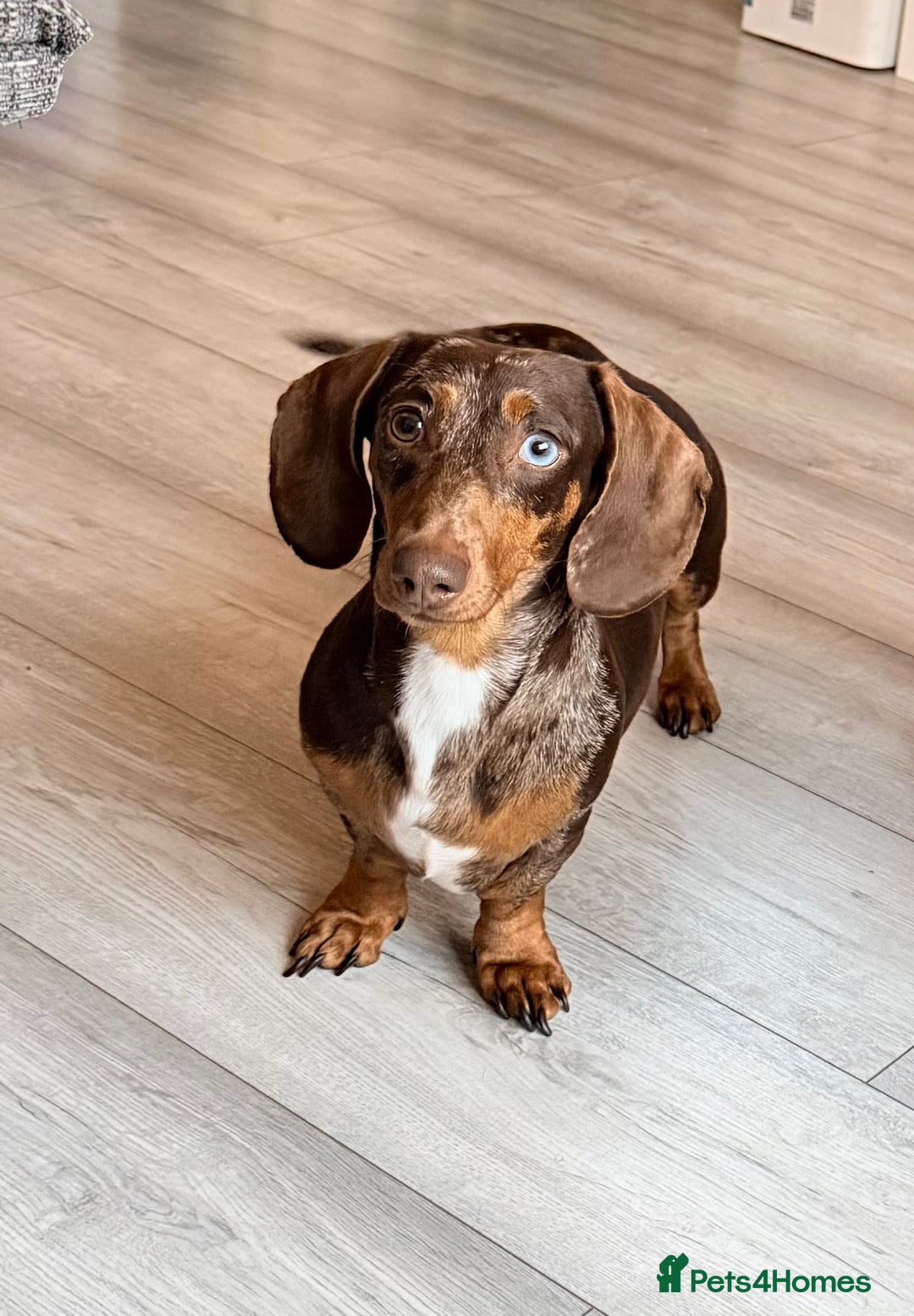 Miniature Dachshund dogs for sale: 🩵🩷✨ STUNNING MINIATURE DACHSHUND LITTER ✨🩷🩵 - Advert 8