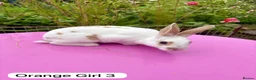 Rex rabbits for sale: Mini Rex Rabbits Mixed Colours Very Friendly  - Advert 10