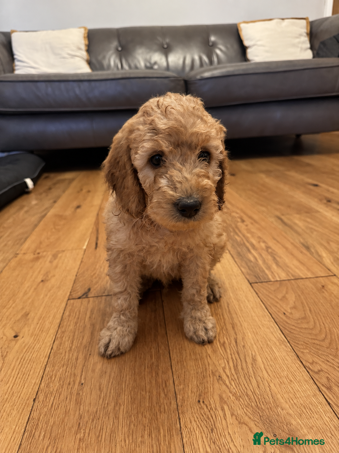 Labradoodle dogs ❤️ Beautiful Red F1b Labradoodle Puppies ❤️ - Advert 2