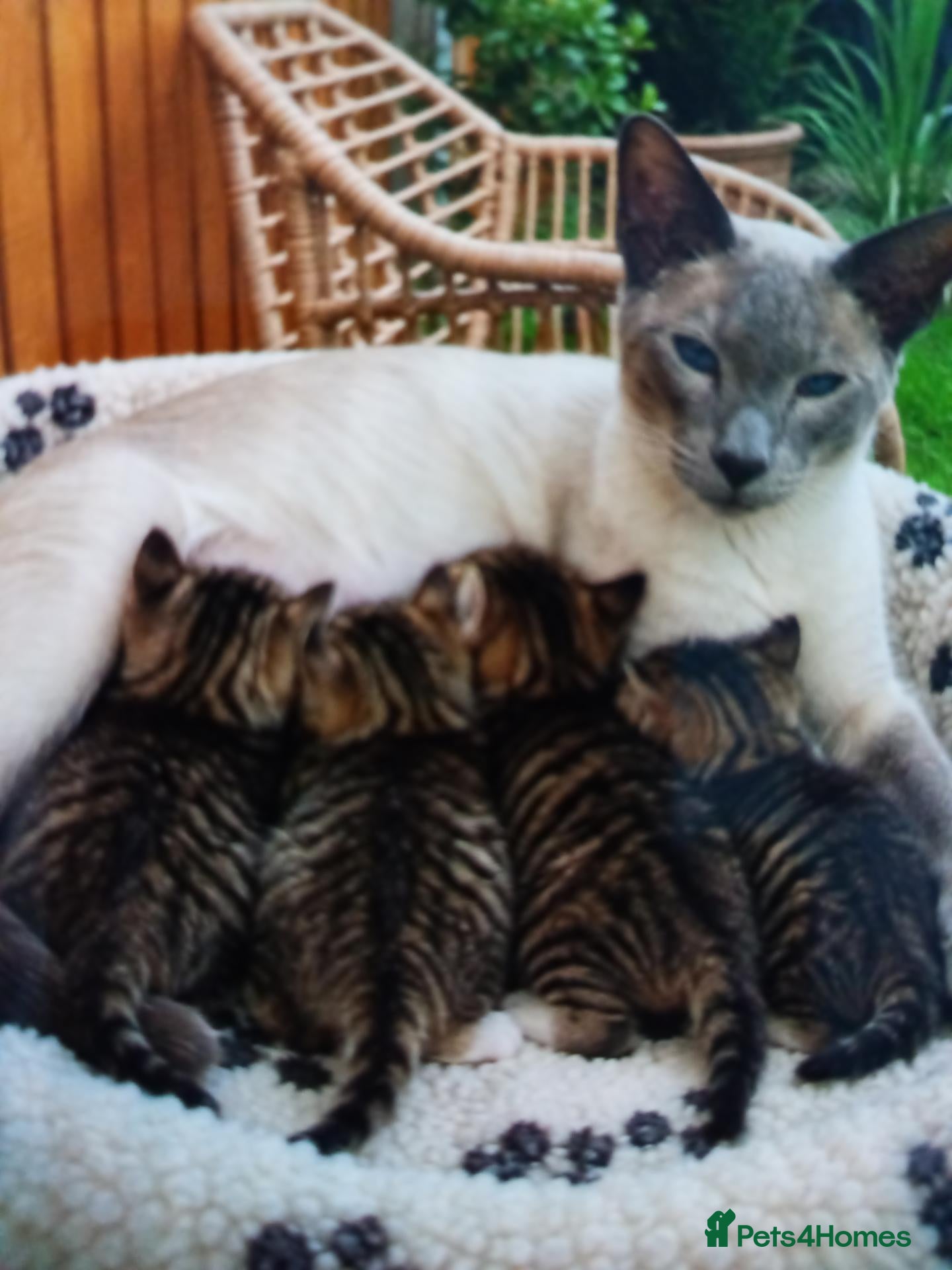 Siamese cats Siamese xx - Advert 7