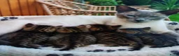 Siamese cats for sale: Siamese xx in Sheffield - Advert 1