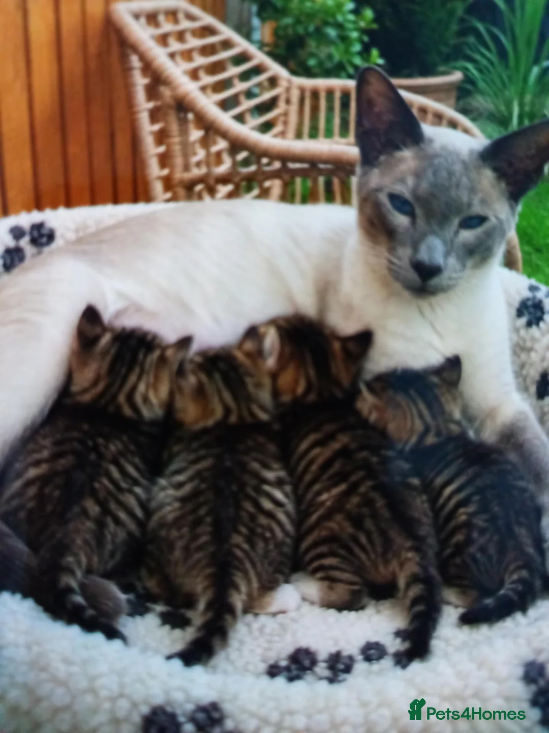Siamese cats for sale: Siamese xx in Sheffield - Advert 1