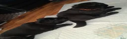Mixed Breed dogs for sale: Border collie x German Shepherd  in Spennymoor - Advert 10