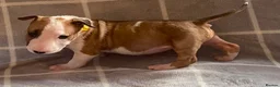 English Bull Terrier dogs for sale: 🐶 KC Registered English Bull Terrier Puppies 🐶 - Advert 5