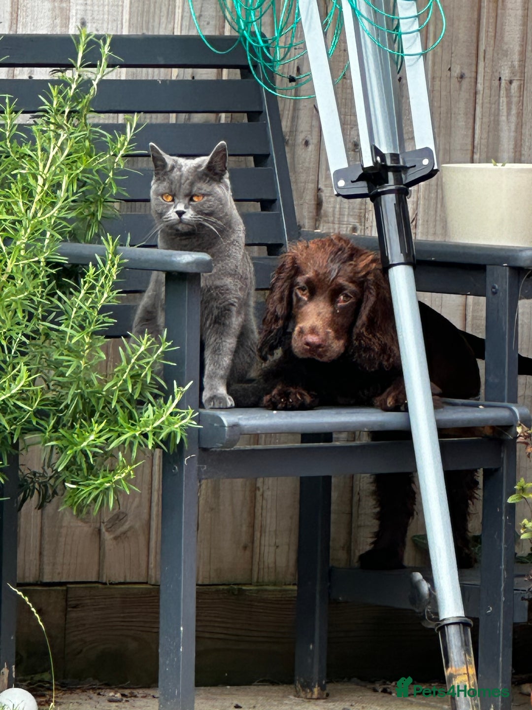 Cocker Spaniel dogs for sale: 6 beautiful Cocker Spaniel puppies.  - Advert 20