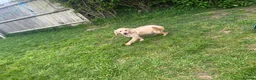 Cocker Spaniel dogs for sale: 1 year old bear 🐻  - Advert 3