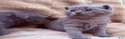 British Shorthair cats for sale: British shorthair kittens  in Trowbridge - Advert 1
