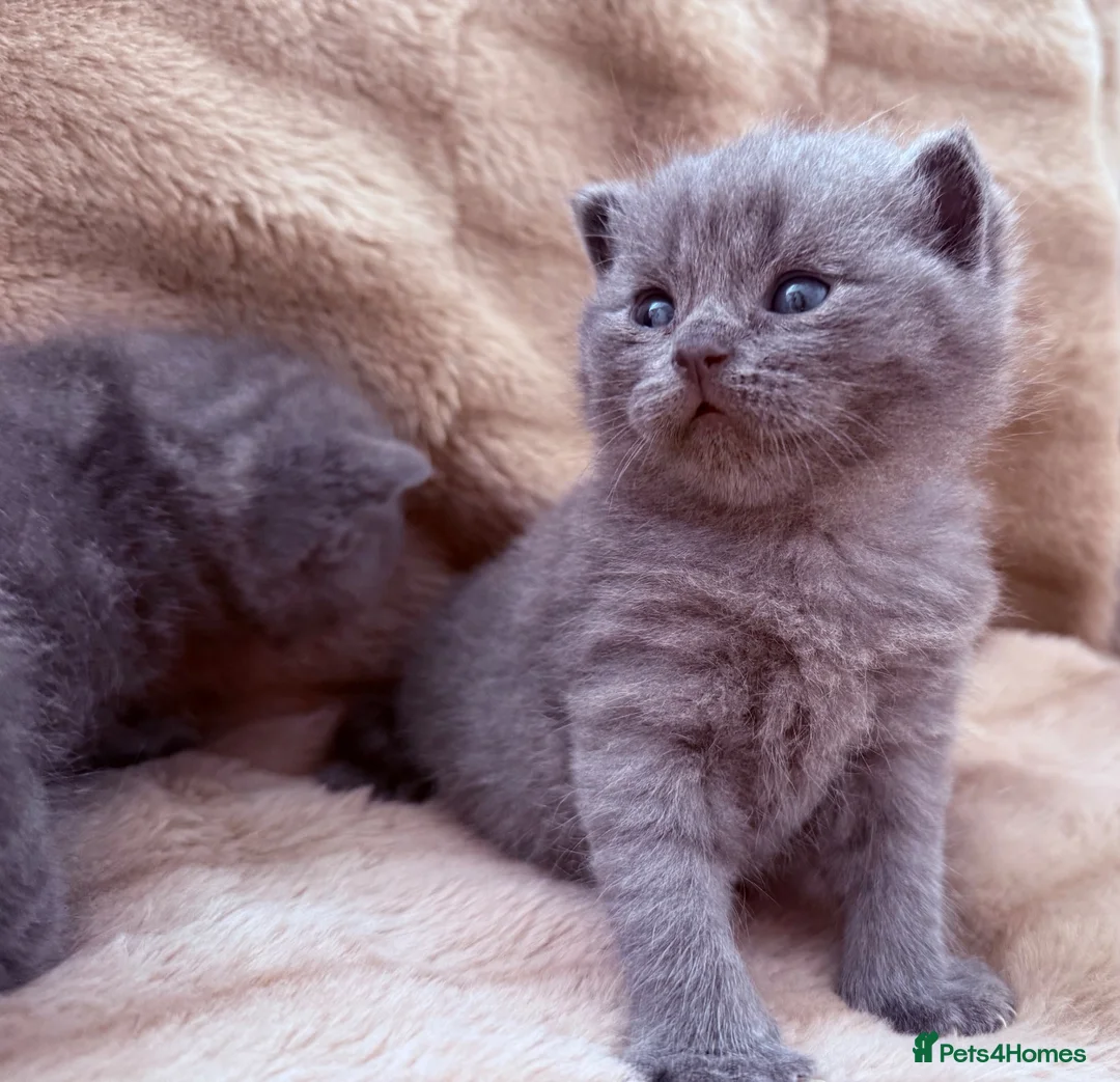 British Shorthair cats for sale: British shorthair kittens  in Trowbridge - Advert 1