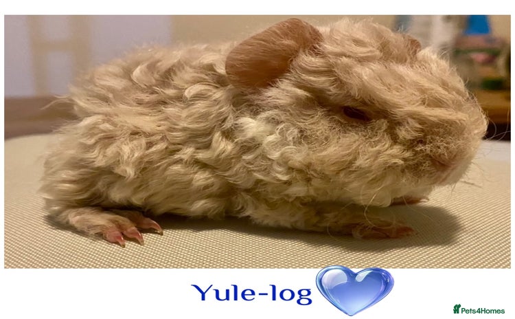 Guinea Pig rodents - Advert 10