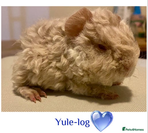 Guinea Pig rodents - Advert 10