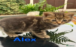 Toyger cats for sale: Tabby kittens  - Image 11