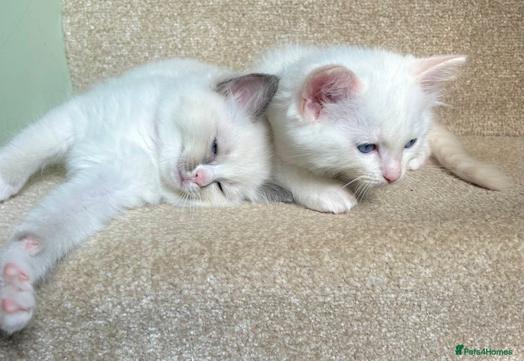 Ragdoll cats for sale: Stunning TICA reg Flame/Cream Boy - Image 33