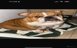 English Bulldog dogs for sale: Amazing British bulldogs  - Image 29
