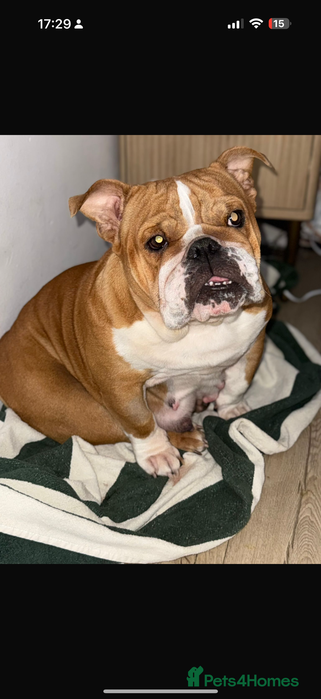English Bulldog dogs for sale: Amazing British bulldogs  - Image 29