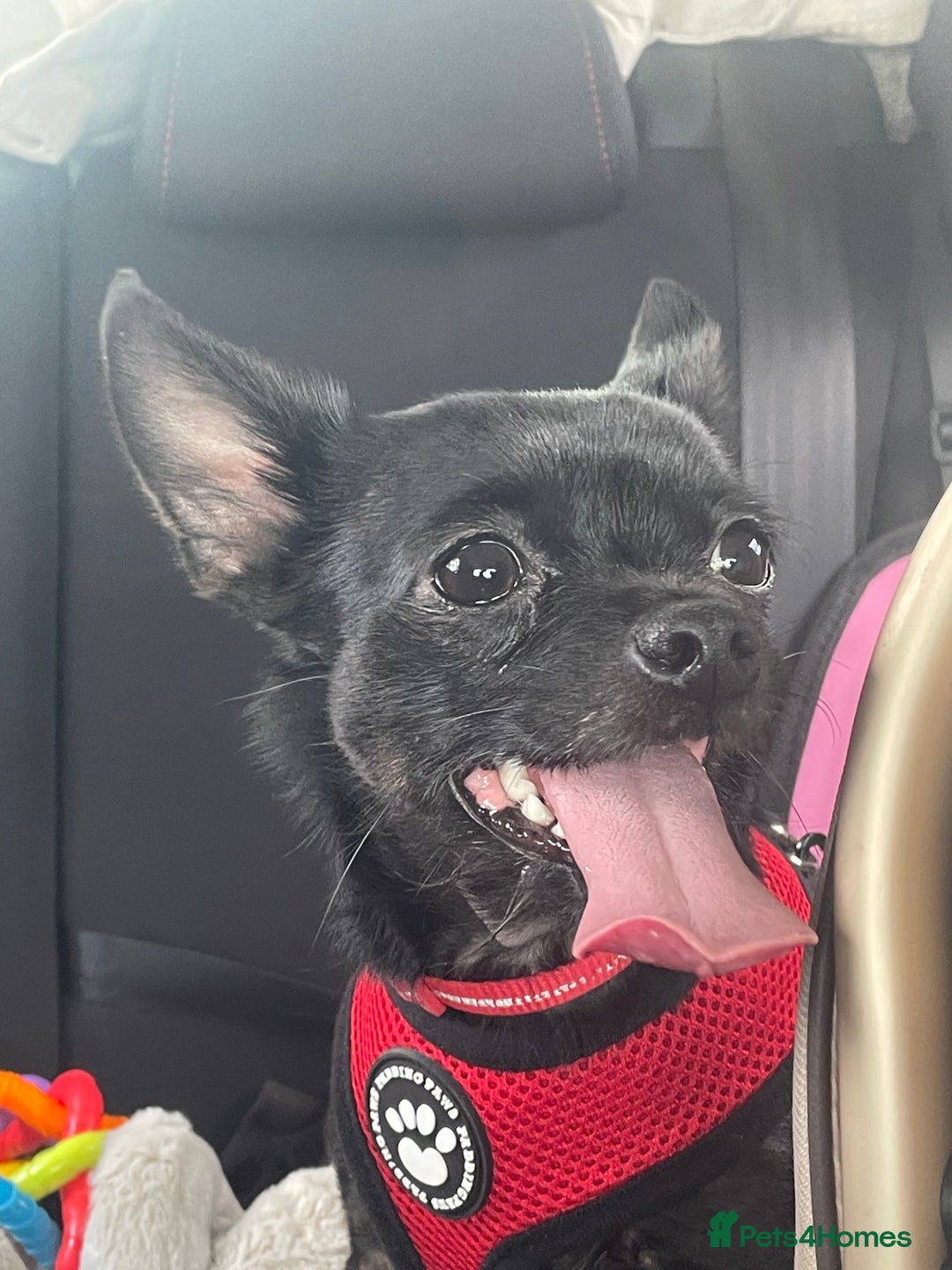 Chihuahua dogs for sale: 3 year old chihuahua boy - Advert 1