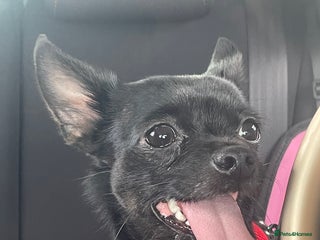 Chihuahua dogs 3 year old chihuahua boy - Advert 1