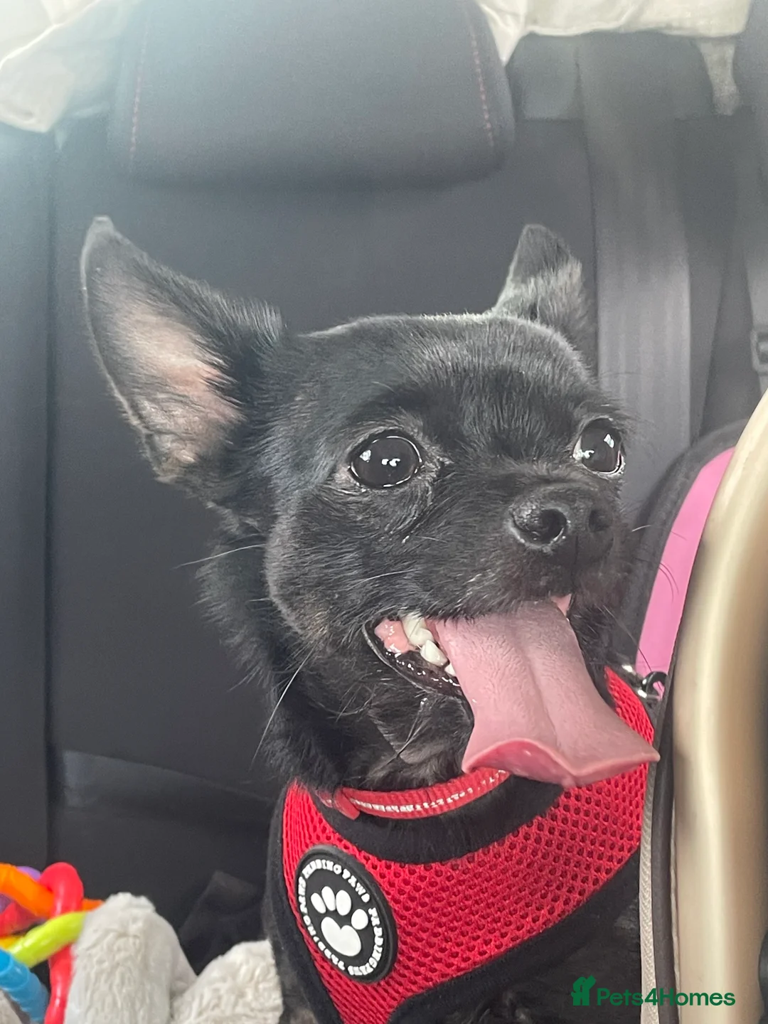 Chihuahua dogs for sale: 3 year old chihuahua boy - Advert 1