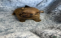 Pomeranian dogs for sale: Very adorable Pomeranian Puppies - Image 8