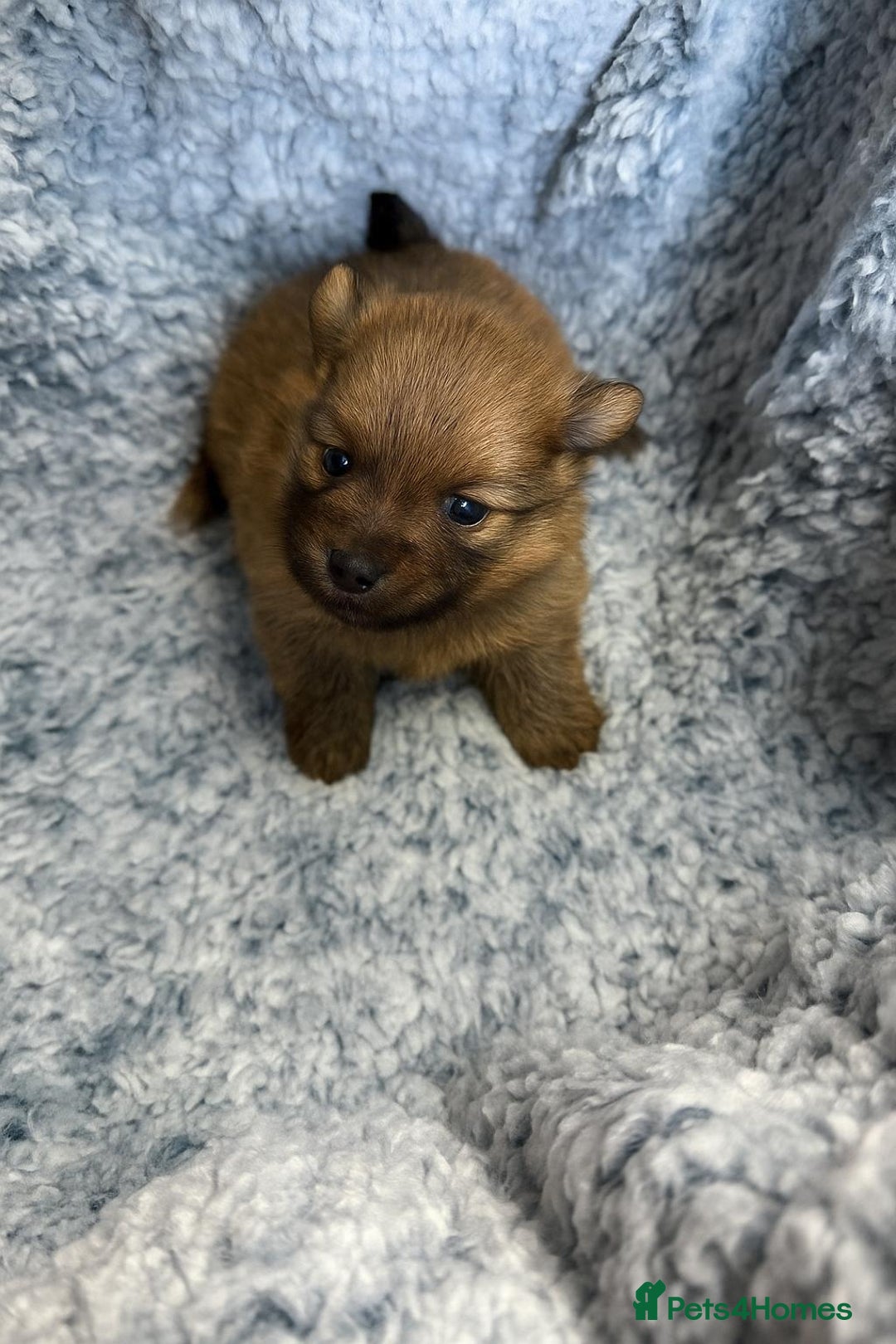 Pomeranian dogs for sale: Very adorable Pomeranian Puppies - Image 8