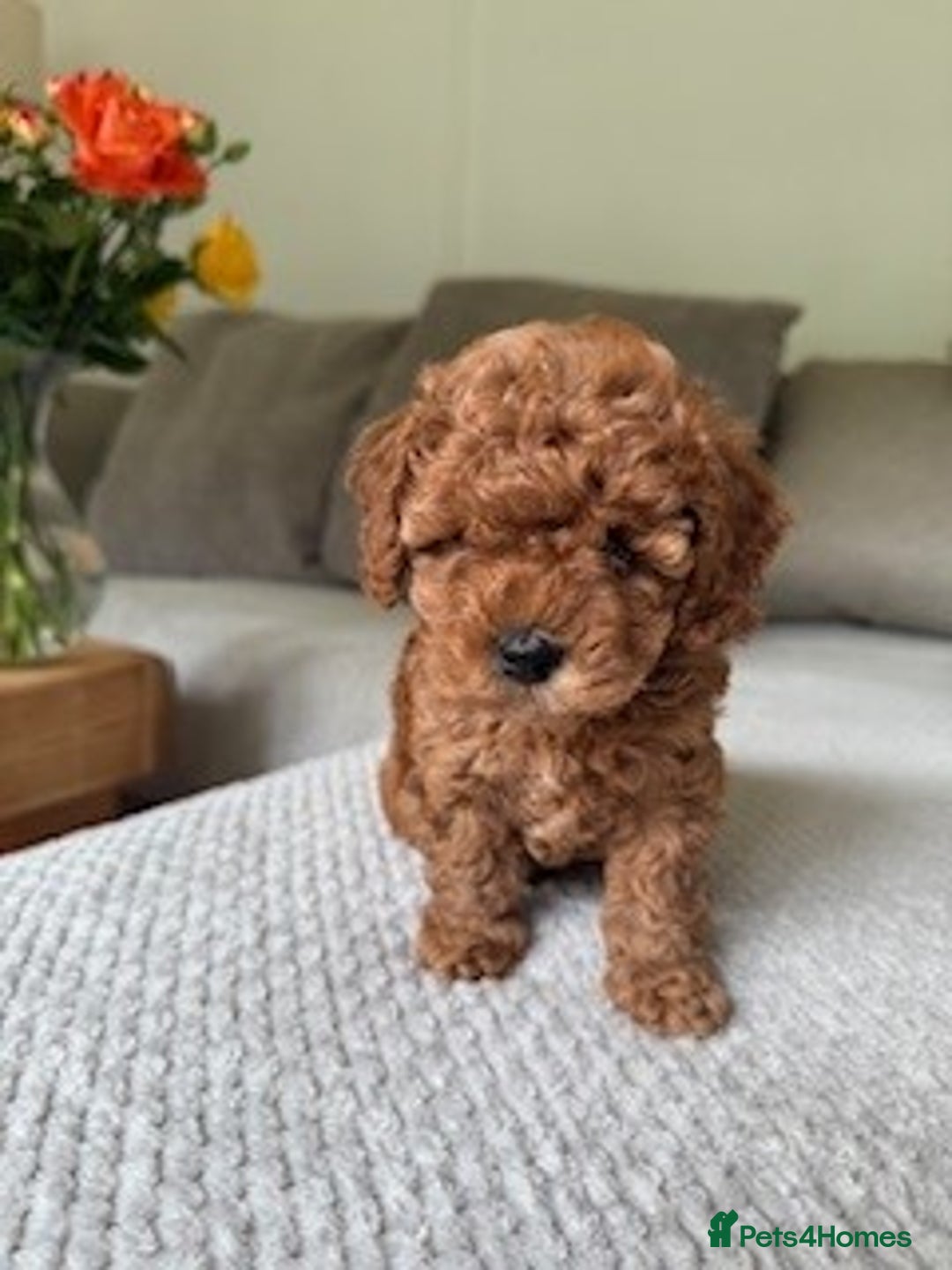 Cavapoo dogs for sale: Beautiful Litter Of F2b Cavapoos - Image 26
