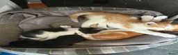 Mixed Breed cats for sale: Kittens Manchester Prices £40-£180 - Advert 6