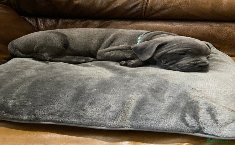 Staffordshire Bull Terrier dogs - Advert 4