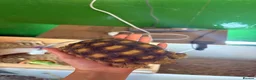 Tortoise reptiles for sale: Gorgeous 1 Year Old Sulcata Tortoise  in Sandy - Advert 4